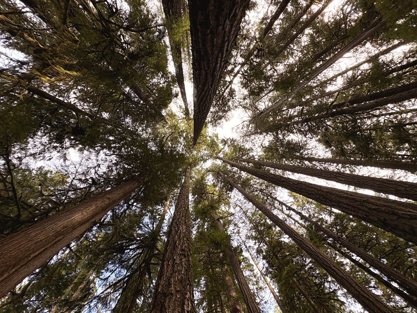 Looking up through green tree canopy