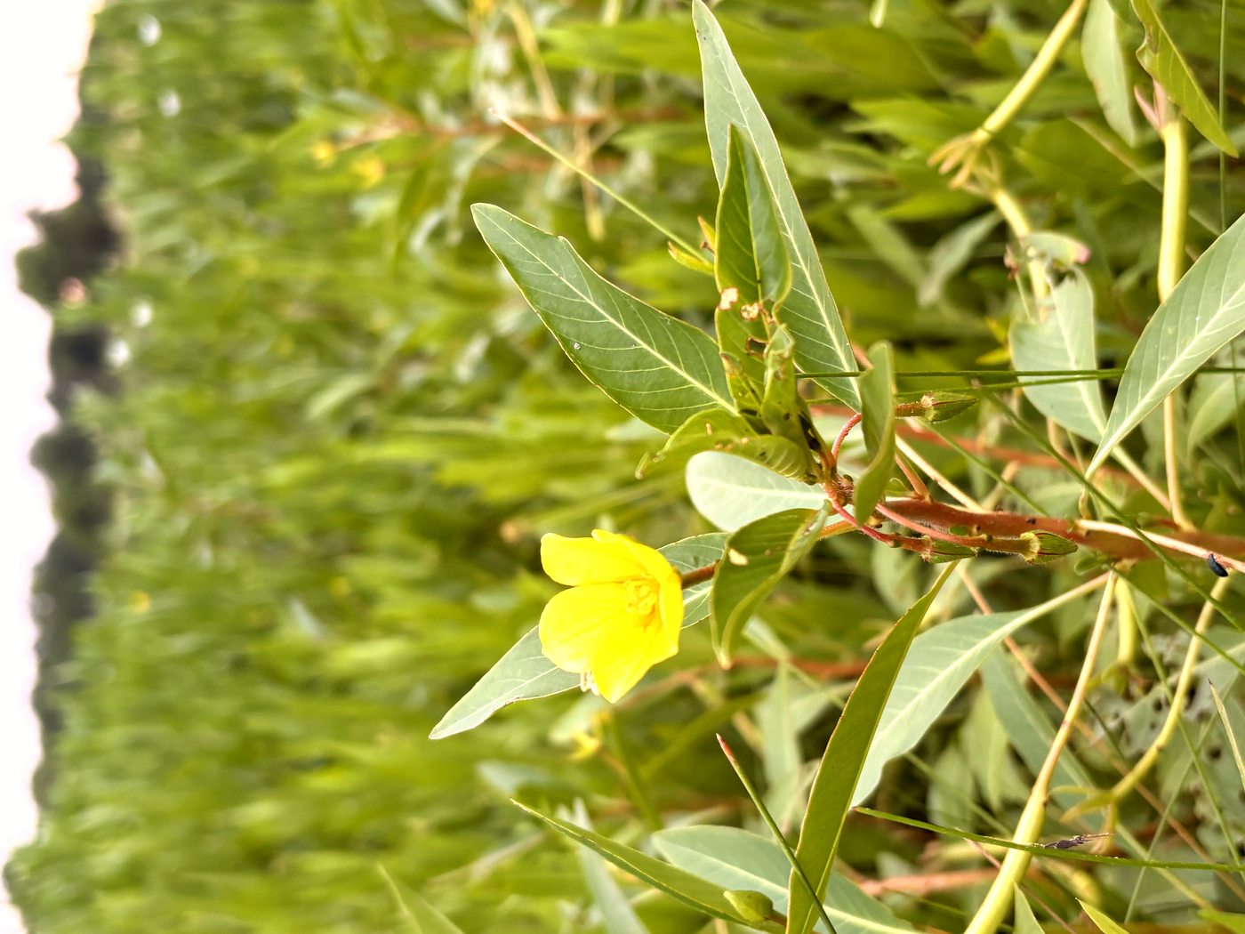 Yellow wildflower in McKinney