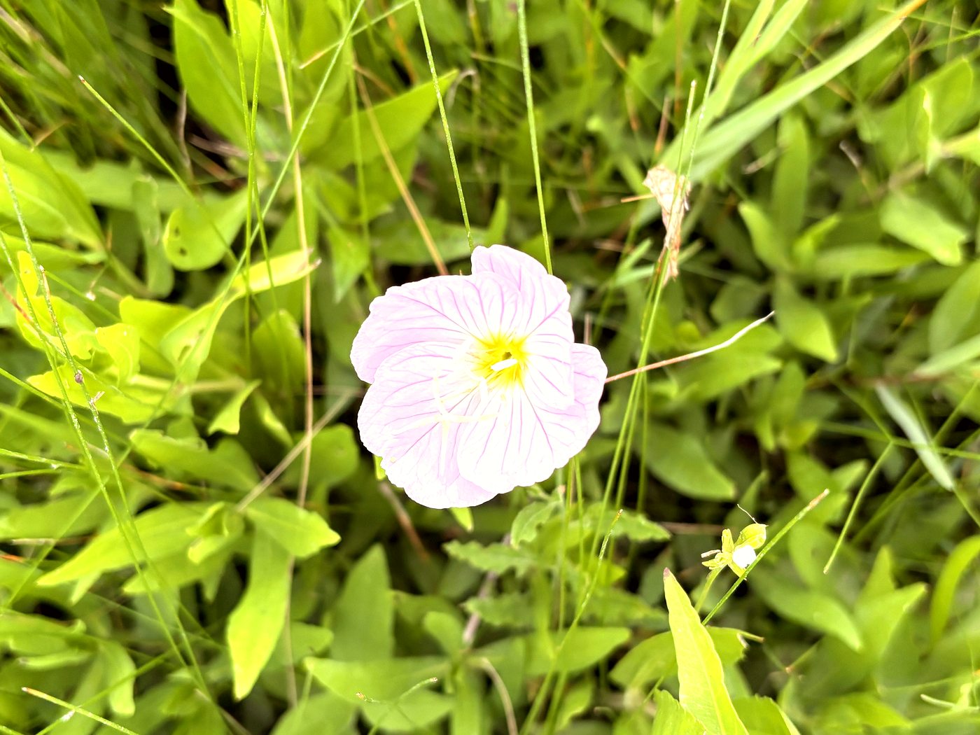 Pink wildflower in McKinney park