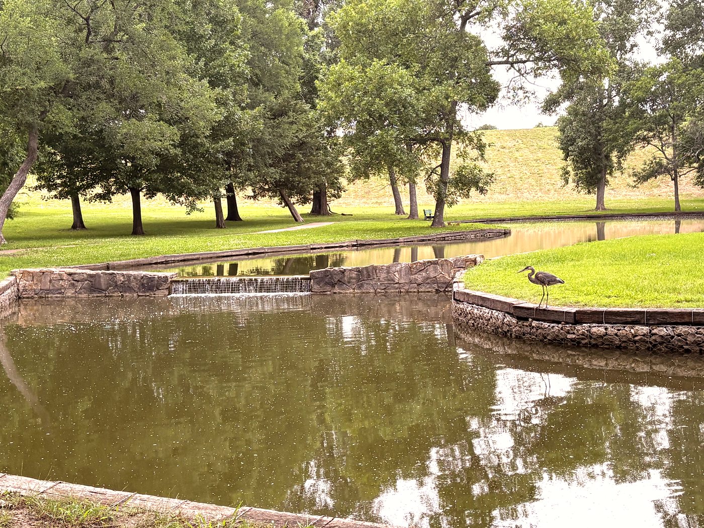Heron at McKinney park waterfall