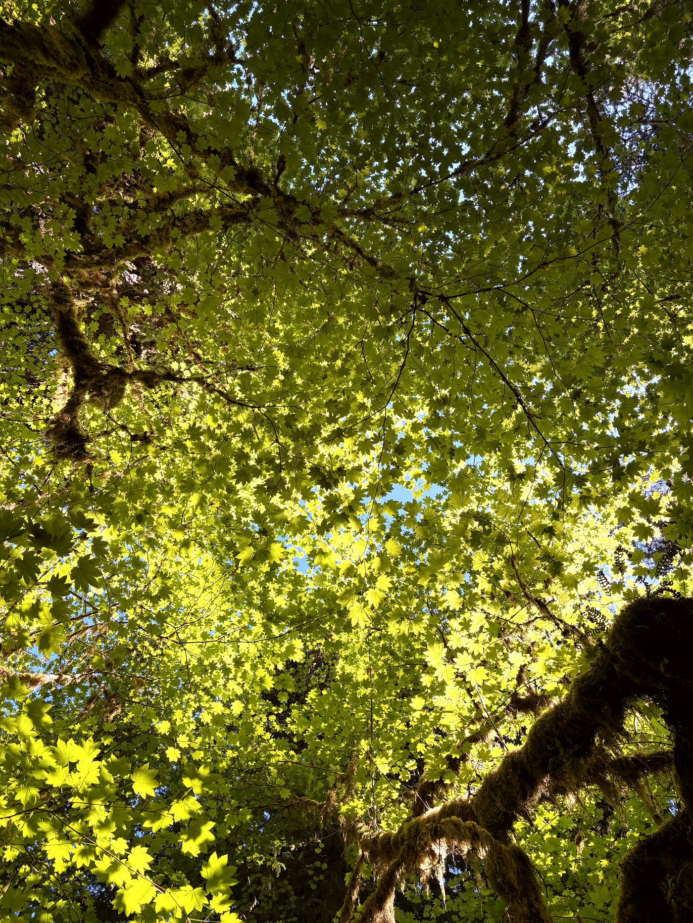 Park path through trees in McKinney